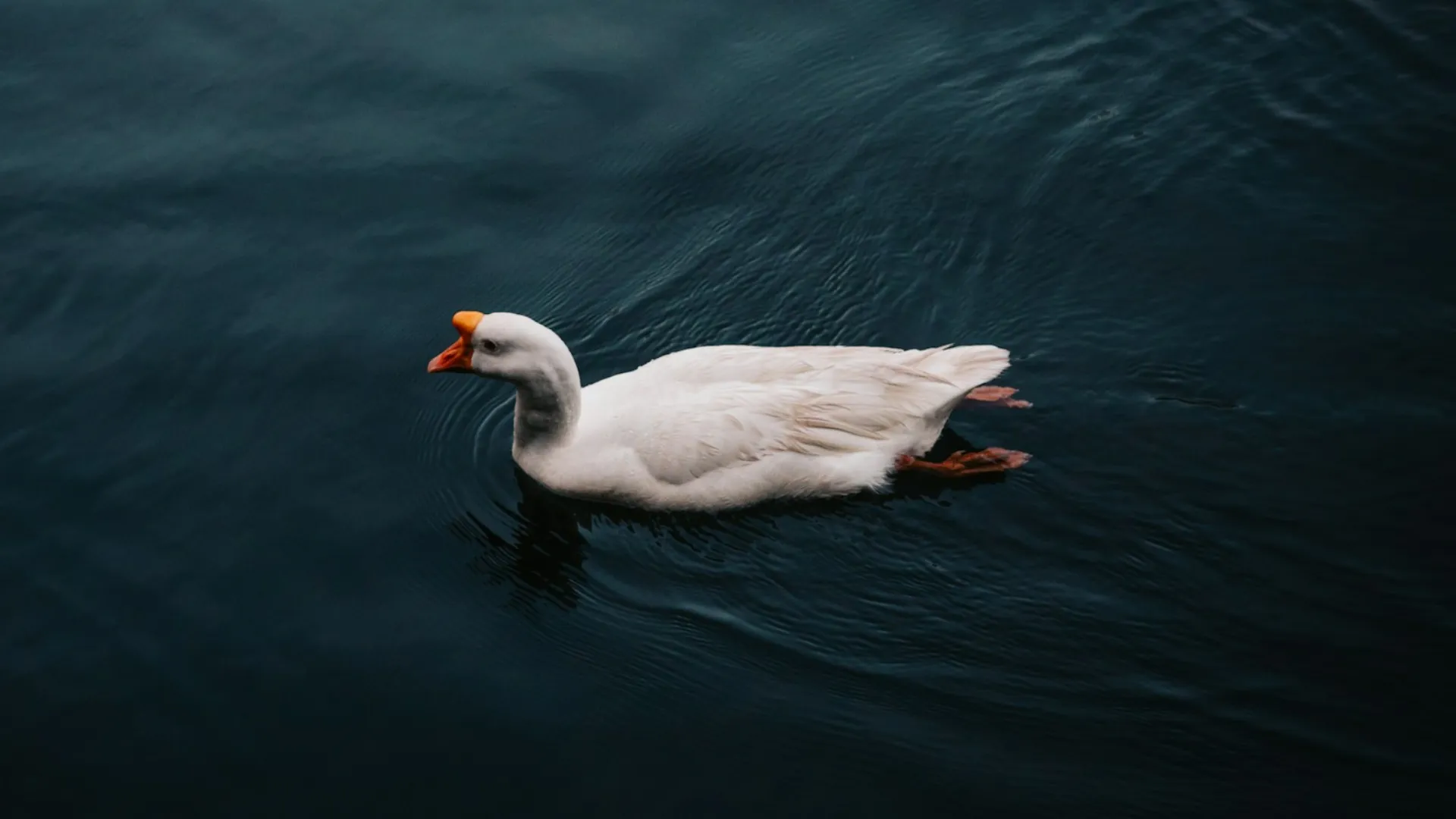 الصورة الرئيسية لمقال: تفسير حلم رؤية البطة تسبح في الماء في المنام