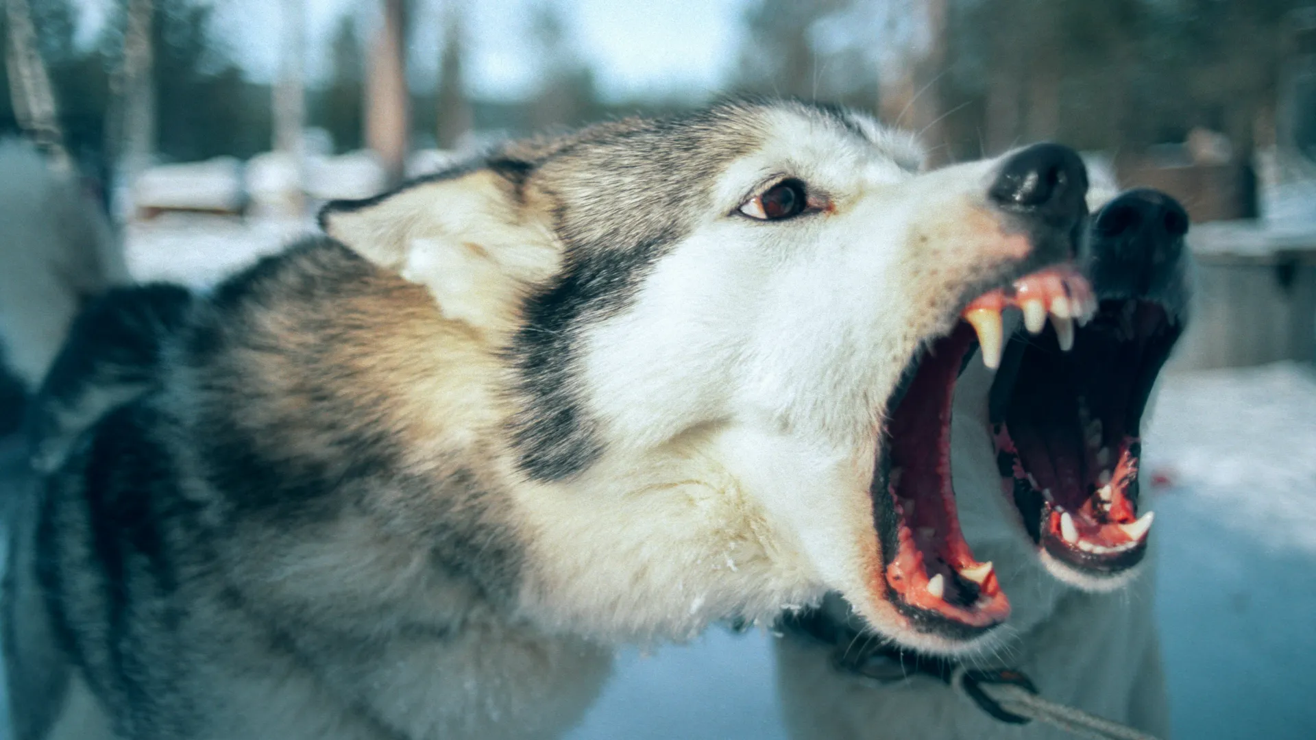 الصورة الرئيسية لمقال: تفسير حلم الهروب من الكلاب في المنام بالنسبة للرجال والنساء