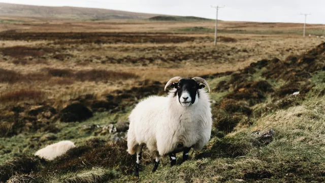 الصورة الرئيسية لمقال: تفسير حلم الهروب من الكبش في منام المرأة والرجل