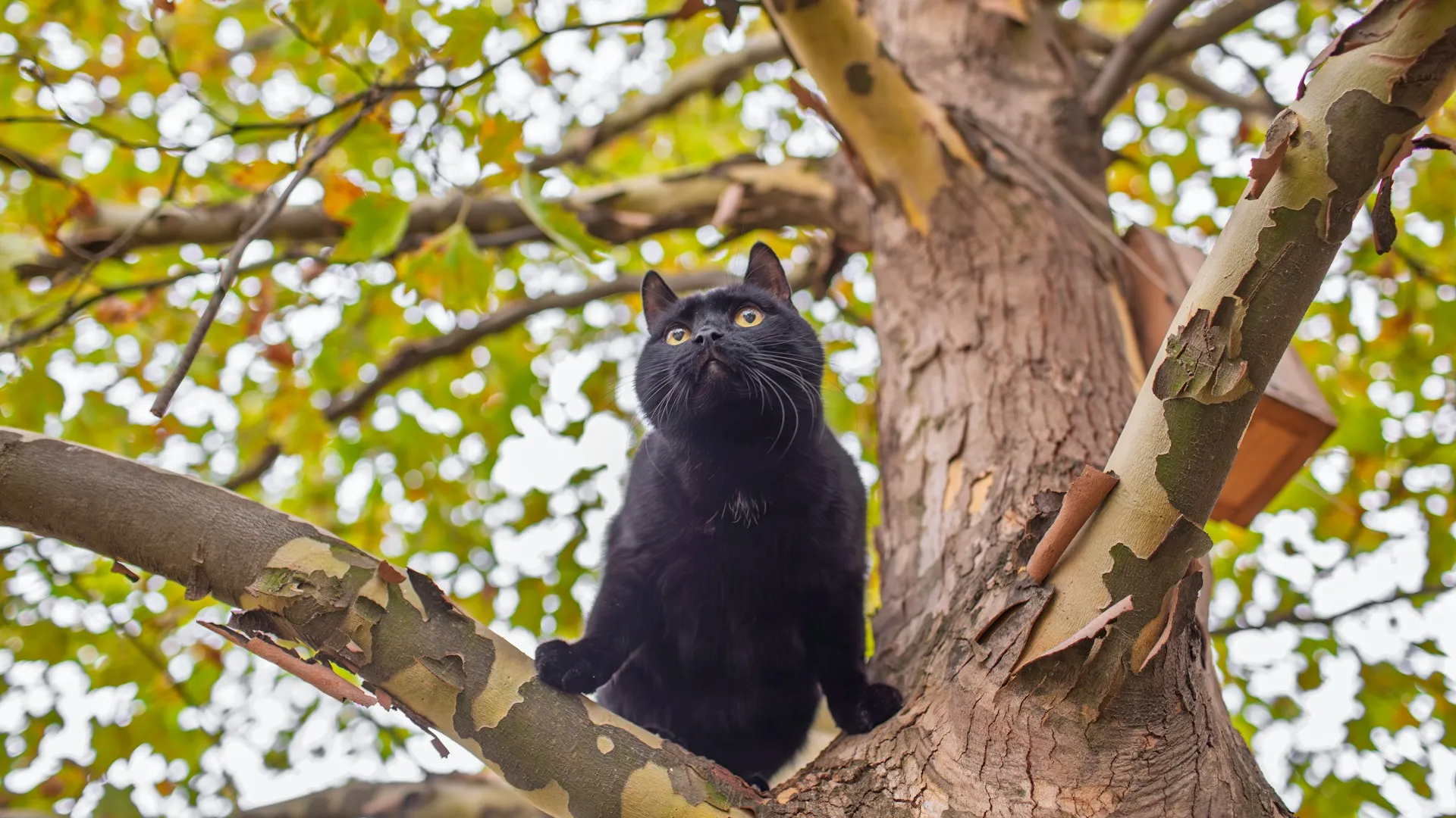 الصورة الرئيسية لمقال: تفسير حلم رؤية القطة السوداء في المنام