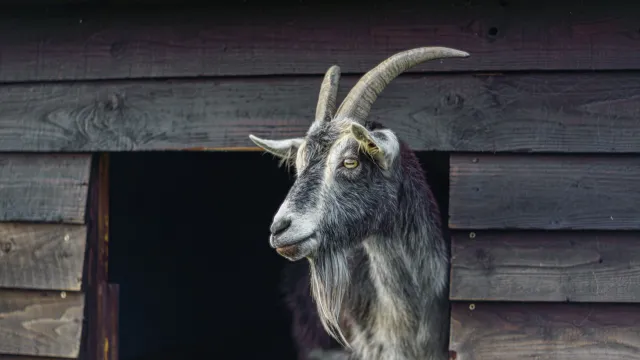 الصورة الرئيسية لمقال: تفسير حلم رؤية الماعز الهادئ والودود في المنام