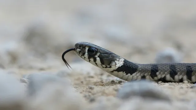 الصورة الرئيسية لمقال: تفسير حلم رؤية الثعبان في المنام الرجل والمرأة